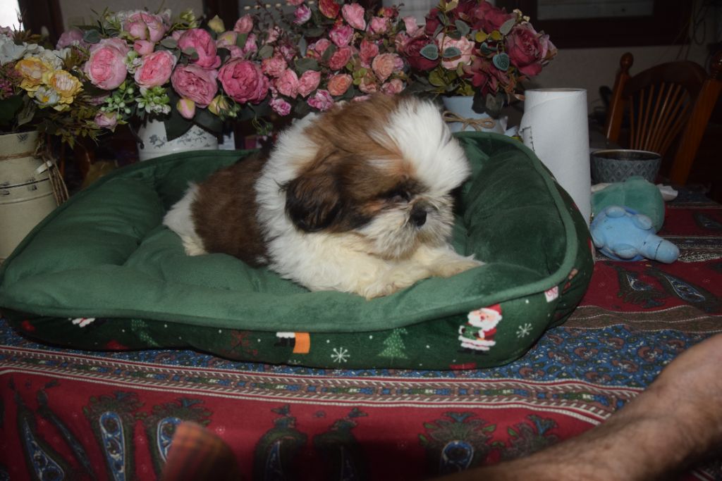 De la terre des deux caps - Chiot disponible  - Shih Tzu