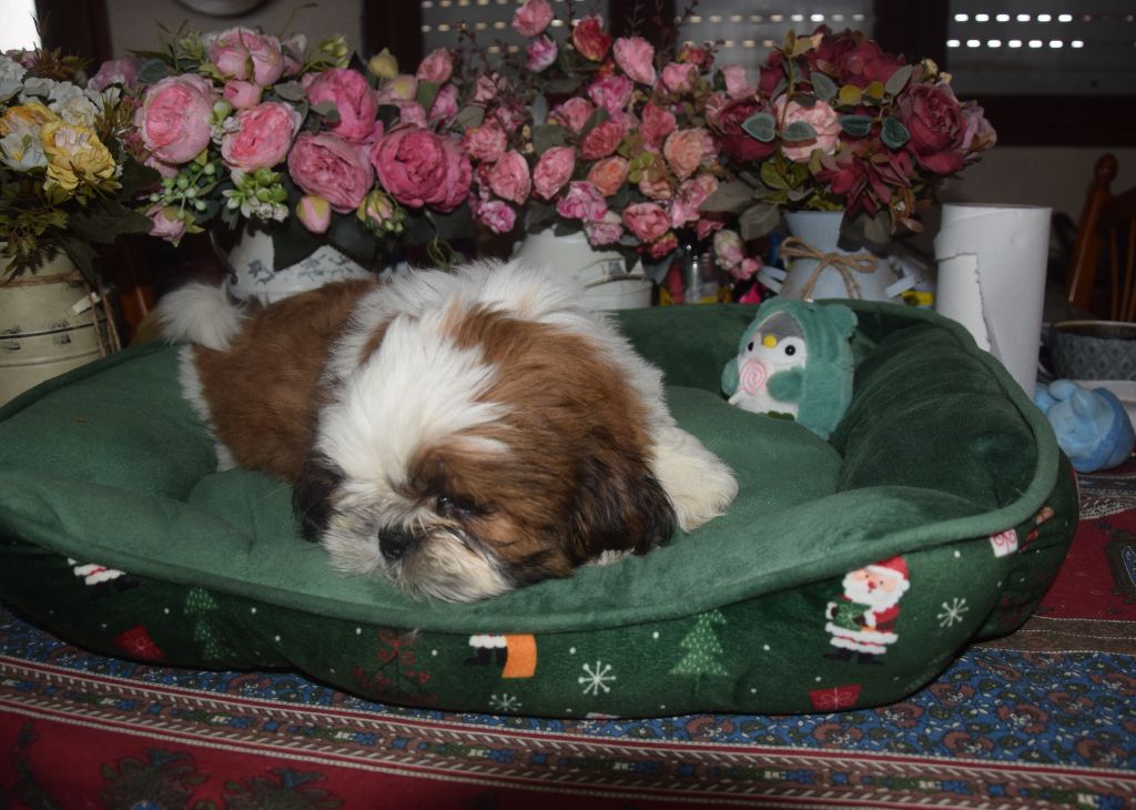 De la terre des deux caps - Chiot disponible  - Shih Tzu