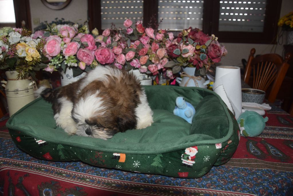 De la terre des deux caps - Chiot disponible  - Shih Tzu