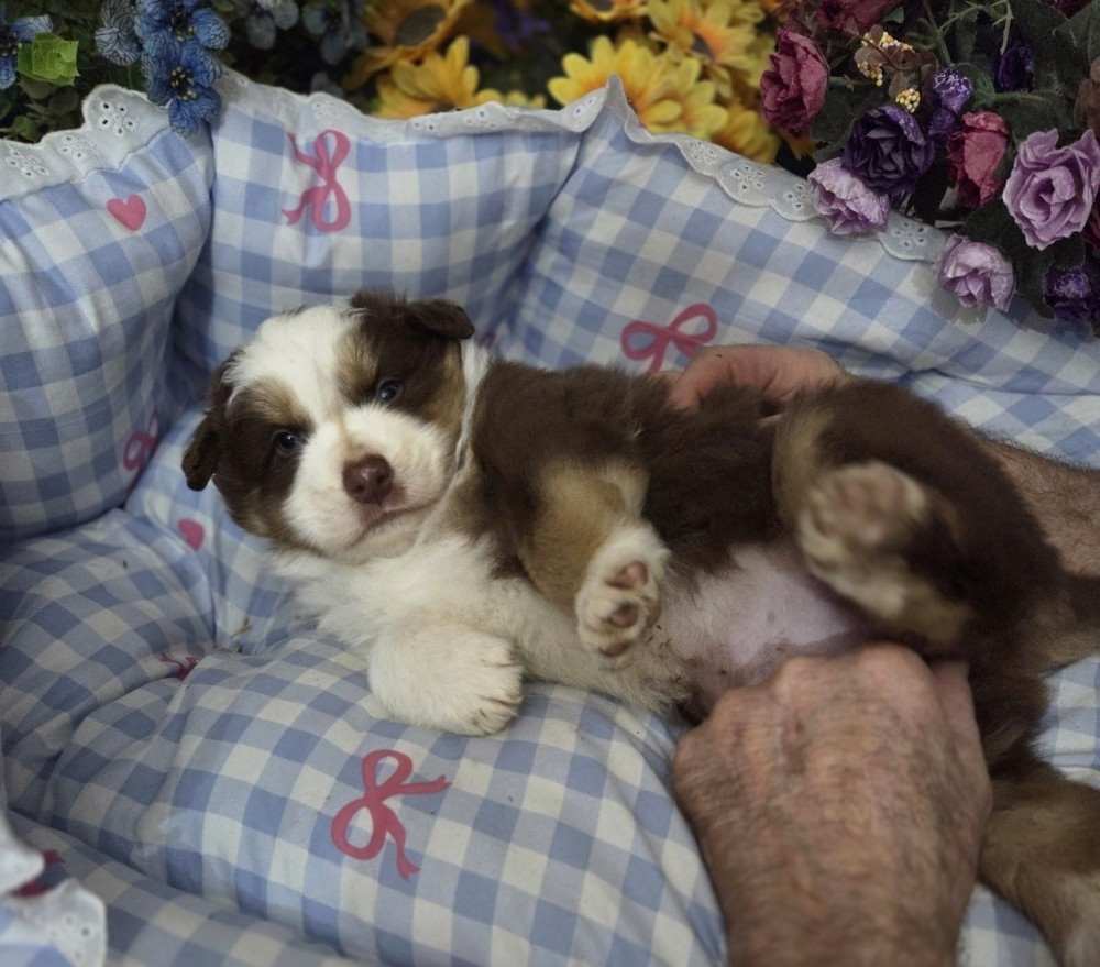 De la terre des deux caps - Chiots disponibles - Berger Australien