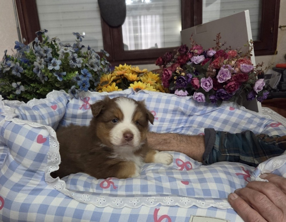 De la terre des deux caps - Chiots disponibles - Berger Australien