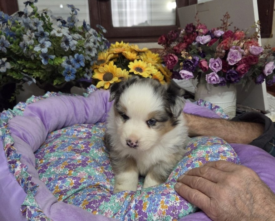 De la terre des deux caps - Chiots disponibles - Berger Australien