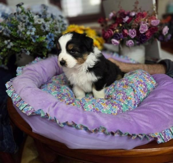 De la terre des deux caps - Chiots disponibles - Berger Australien