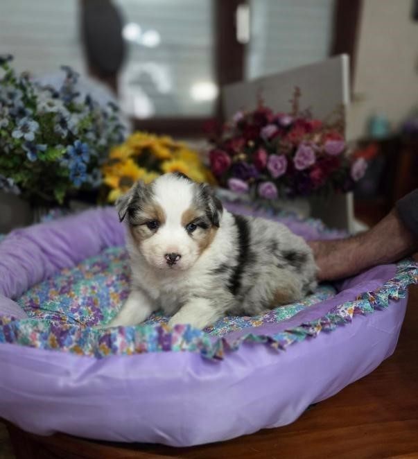 De la terre des deux caps - Chiots disponibles - Berger Australien