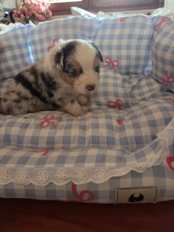 De la terre des deux caps - Chiots disponibles - Berger Australien