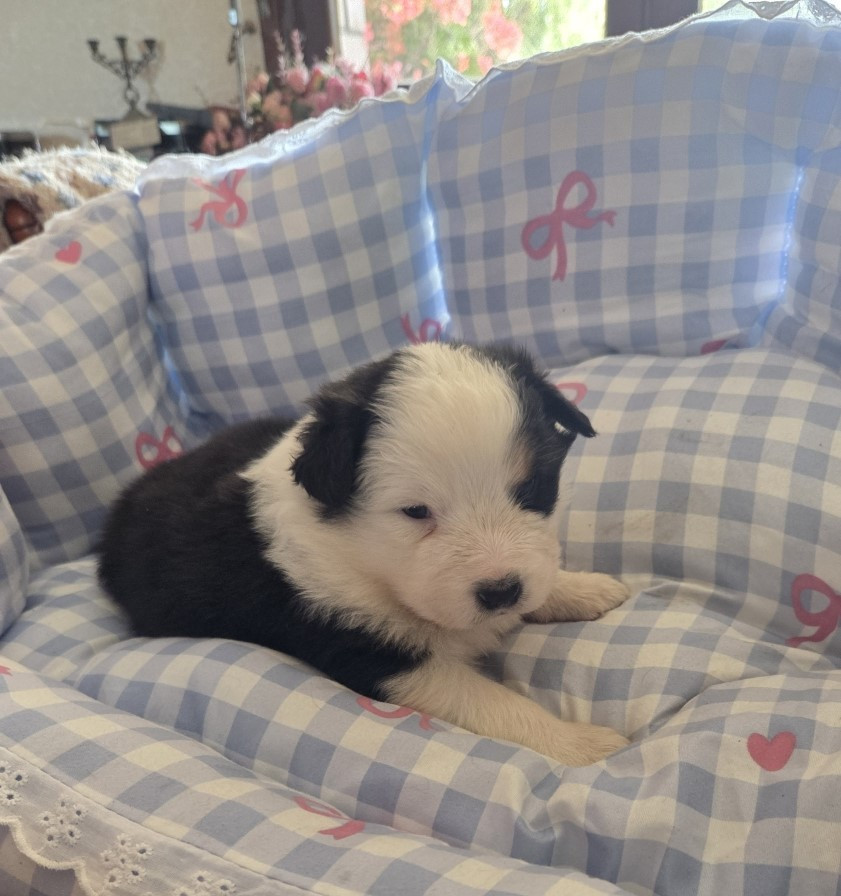 De la terre des deux caps - Chiots disponibles - Berger Australien