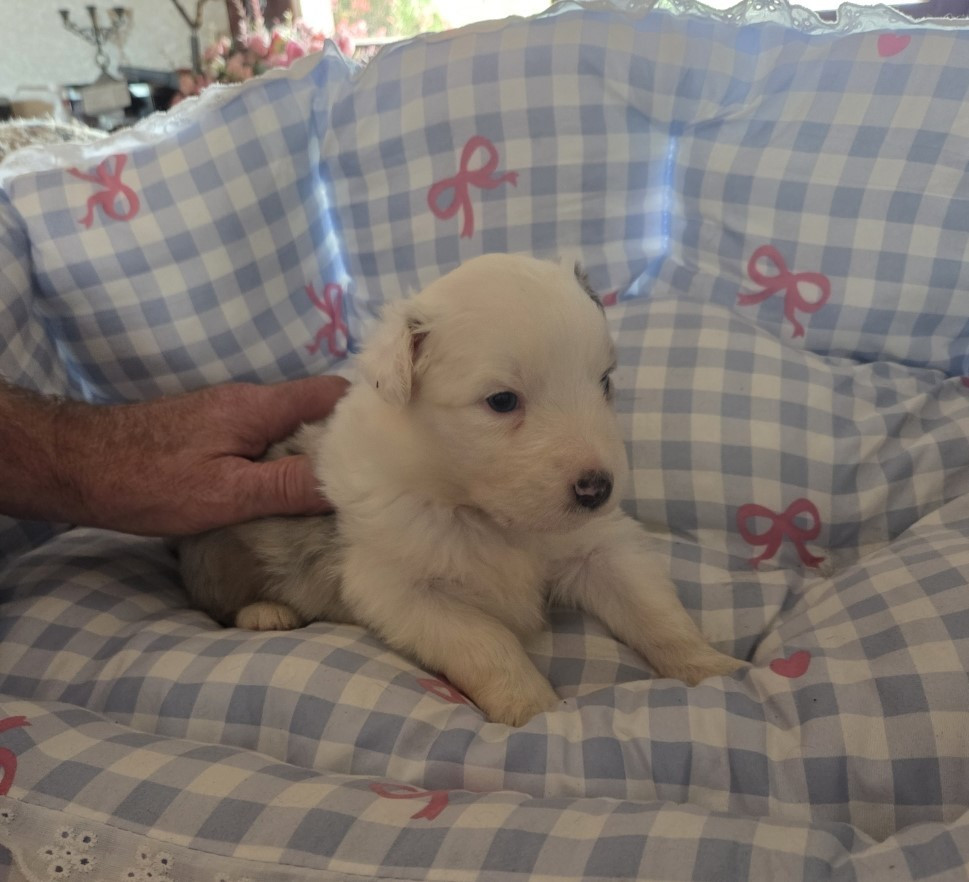 De la terre des deux caps - Chiots disponibles - Berger Australien
