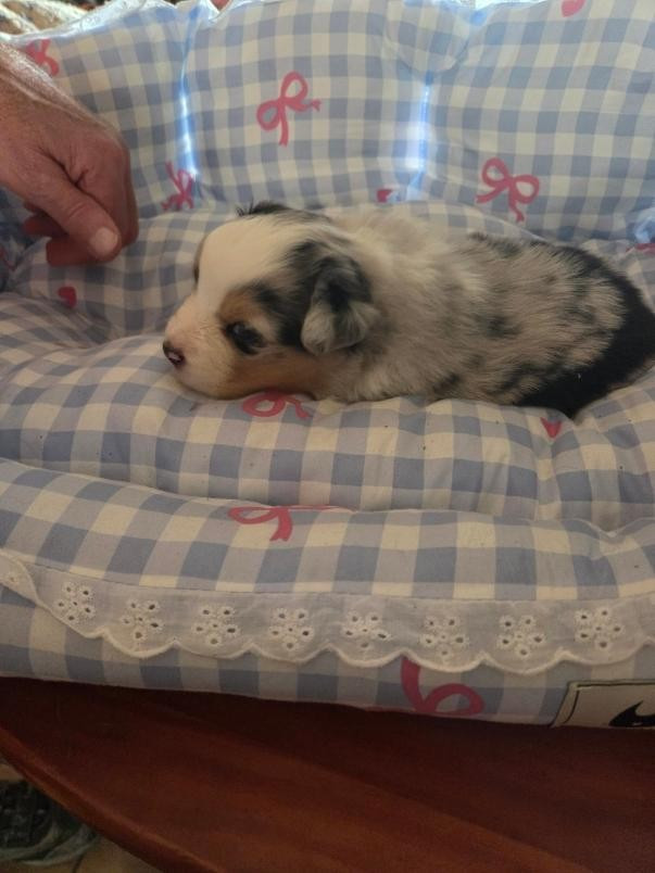 De la terre des deux caps - Chiots disponibles - Berger Australien
