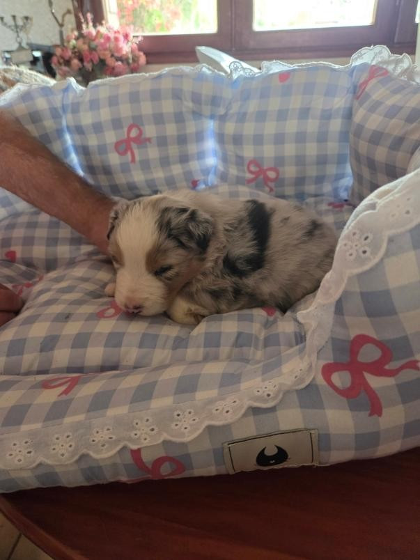 De la terre des deux caps - Chiots disponibles - Berger Australien