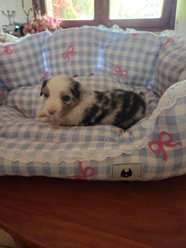 De la terre des deux caps - Chiots disponibles - Berger Australien