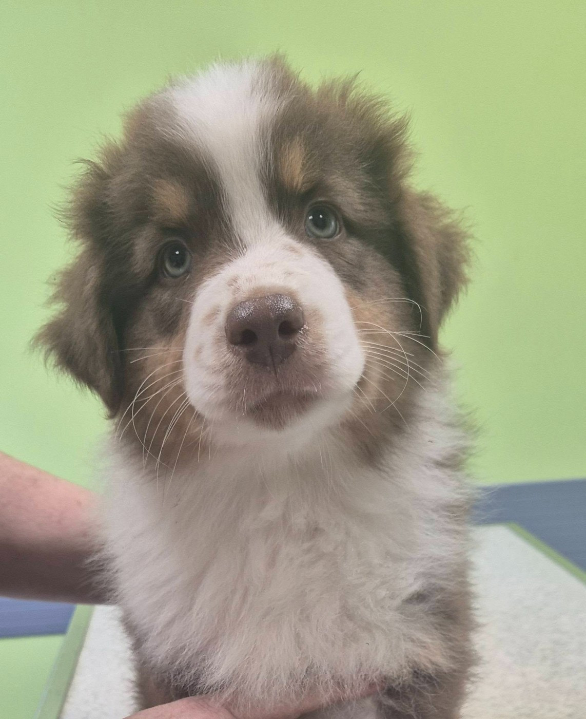 De la terre des deux caps - Chiots disponibles - Berger Australien