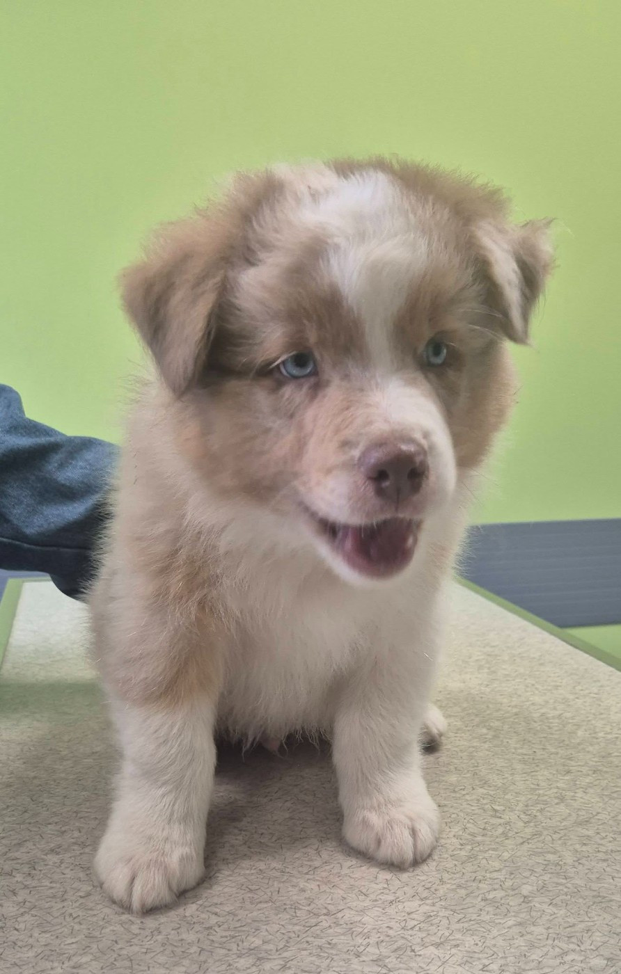 De la terre des deux caps - Chiots disponibles - Berger Australien
