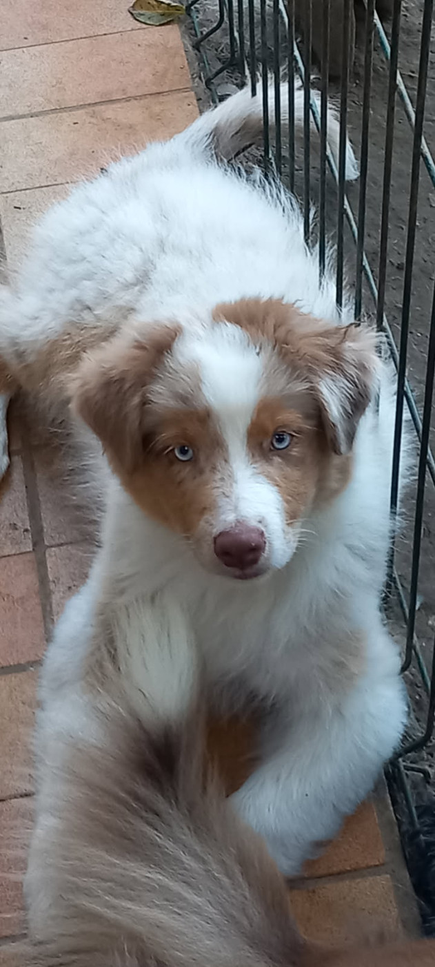 De la terre des deux caps - Chiots disponibles - Berger Australien