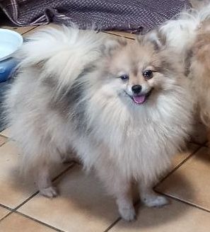 De la terre des deux caps - Spitz allemand - Portée née le 28/05/2024