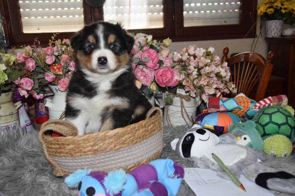 De la terre des deux caps - Chiots disponibles - Berger Australien