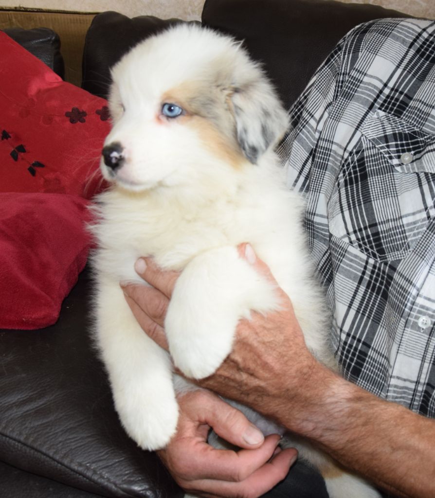 De la terre des deux caps - Chiots disponibles - Berger Australien