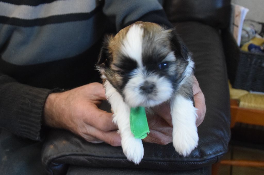 De la terre des deux caps - Shih Tzu - Portée née le 17/11/2020