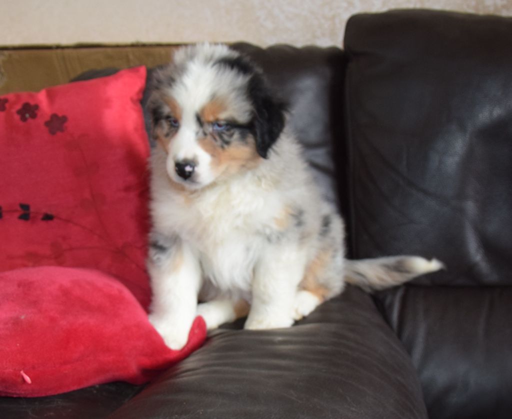 De la terre des deux caps - Chiots disponibles - Berger Australien