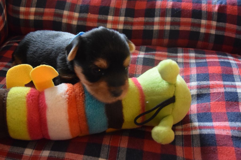 De la terre des deux caps - Yorkshire Terrier - Portée née le 26/02/2021