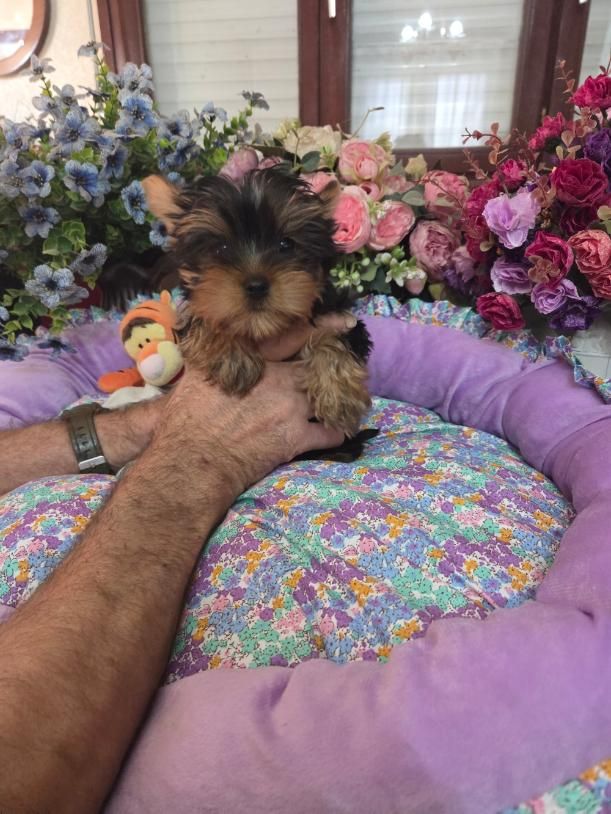 De la terre des deux caps - Yorkshire Terrier - Portée née le 02/09/2025