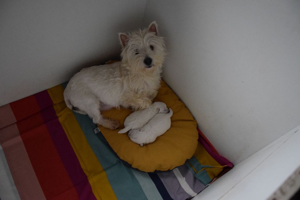 De la terre des deux caps - West Highland White Terrier - Portée née le 16/01/2019