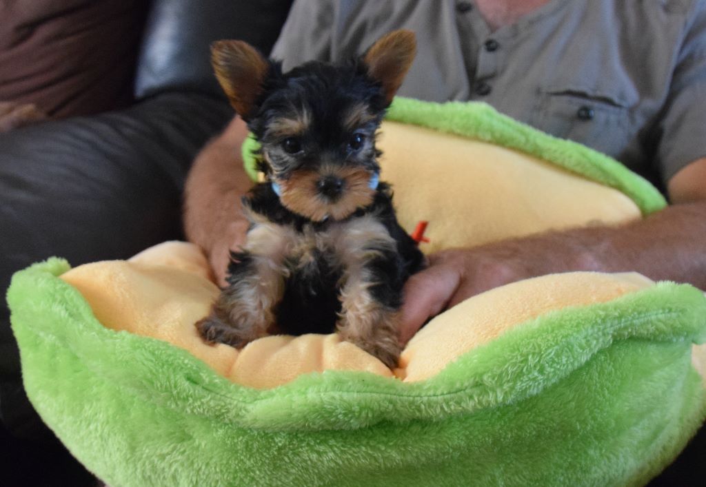 De la terre des deux caps - Yorkshire Terrier - Portée née le 10/07/2019