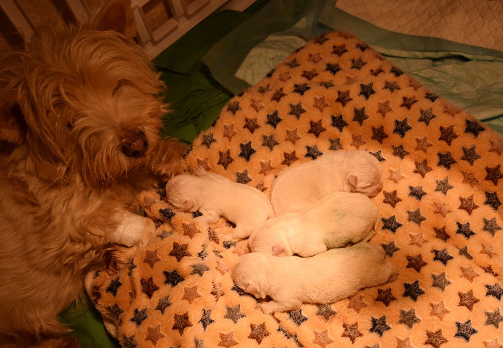 De la terre des deux caps - West Highland White Terrier - Portée née le 24/12/2019