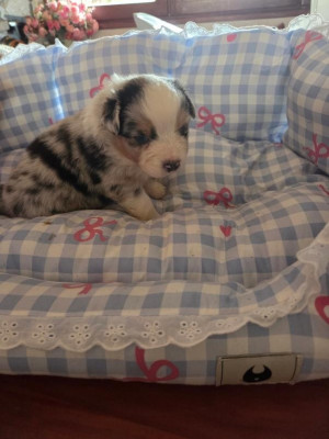Chiot N°1 BLEU MERLE