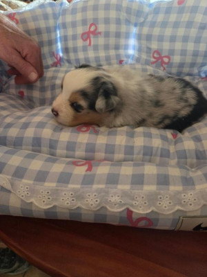 Chiot N°4 BLEU MERLE