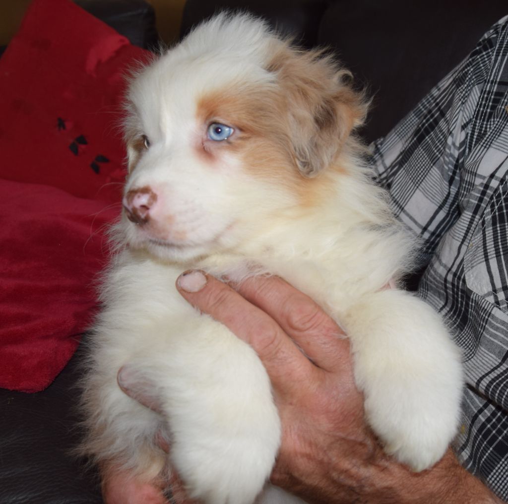 De la terre des deux caps - Chiots disponibles - Berger Australien