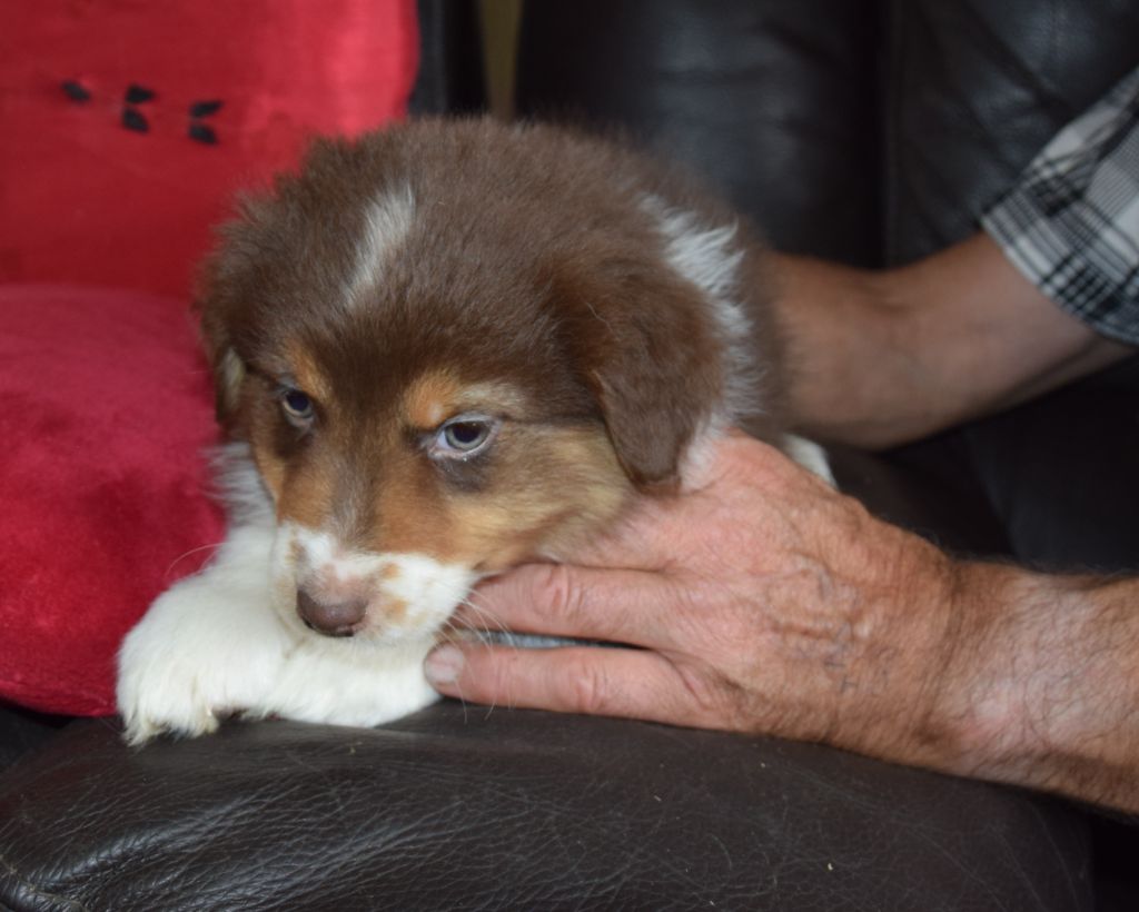 De la terre des deux caps - Chiots disponibles - Berger Australien