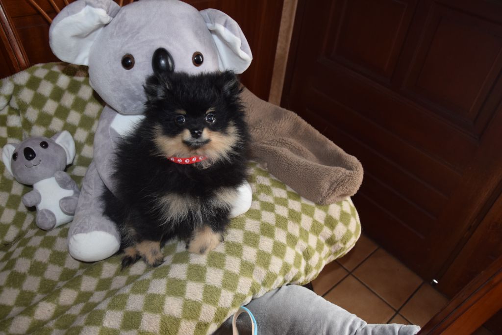 De la terre des deux caps - Spitz allemand - Portée née le 03/06/2024