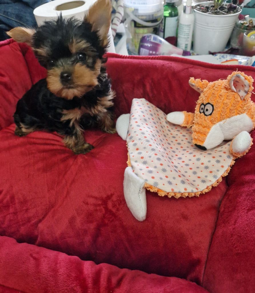 De la terre des deux caps - Yorkshire Terrier - Portée née le 04/11/2023