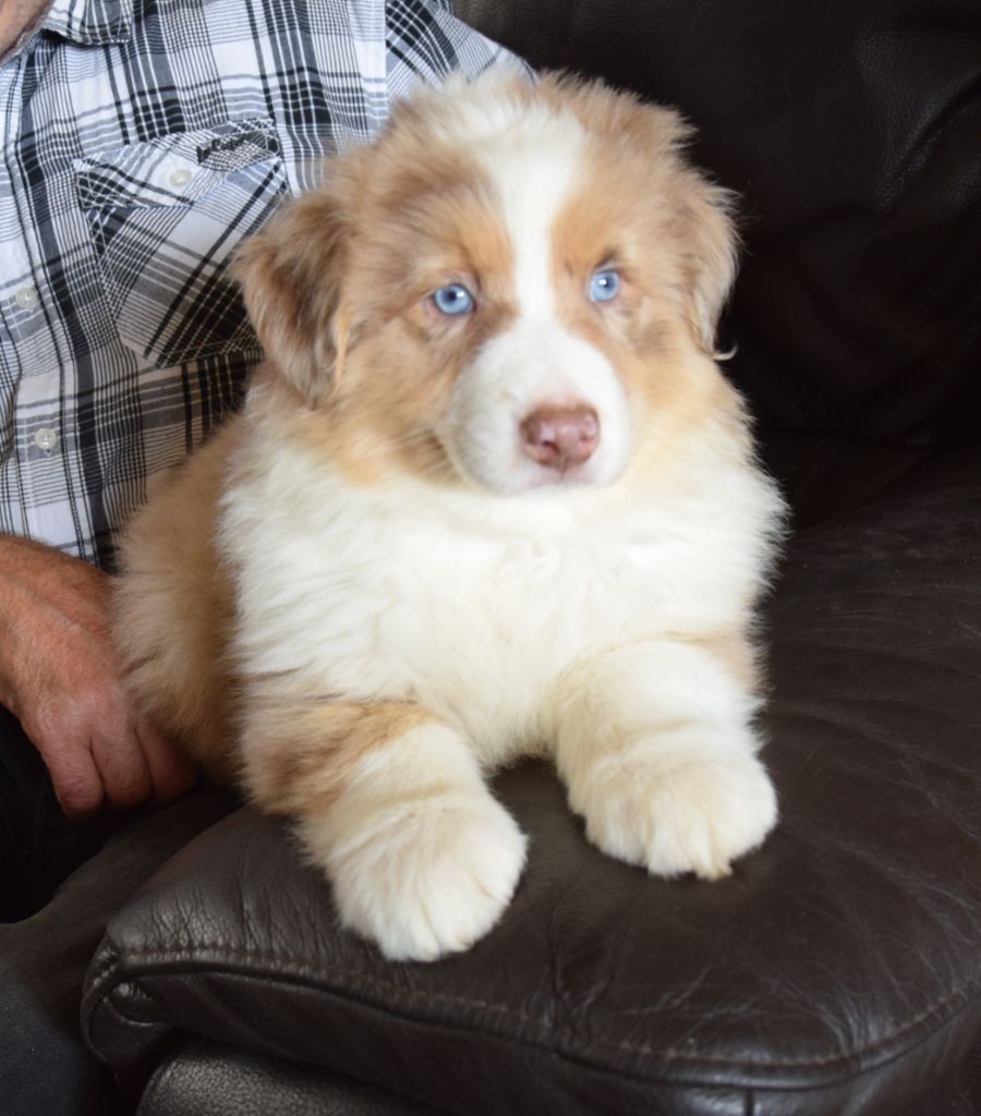 De la terre des deux caps - Chiots disponibles - Berger Australien